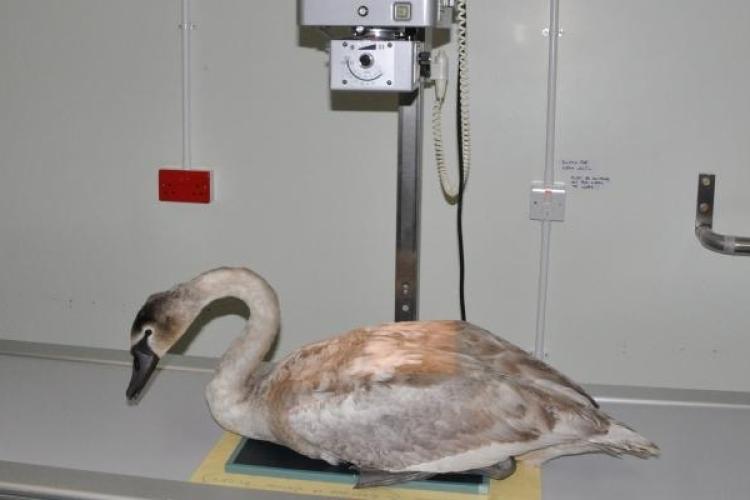 rep-swan