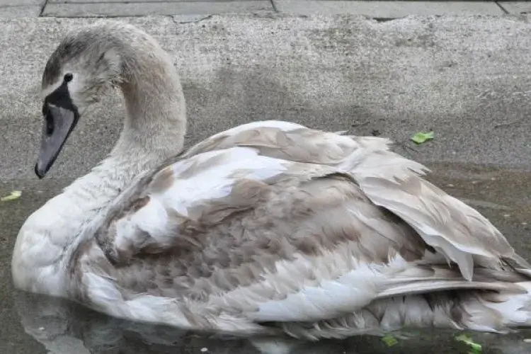 rep-swan 2