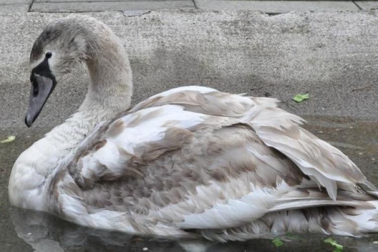 rep-swan 2