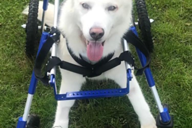 Polar the husky walking in the wheelchair