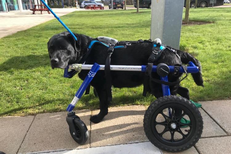 Ripley in recovery walking in the wheelchair