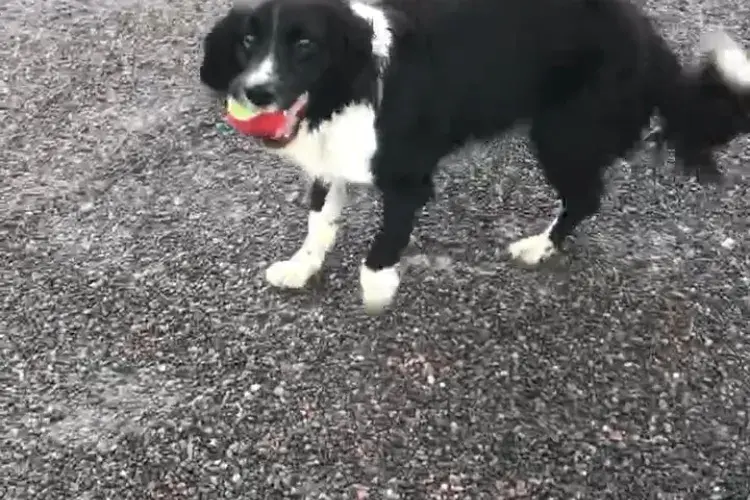 Shadow recovered walking unaided