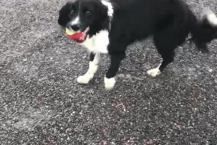 Shadow recovered walking unaided