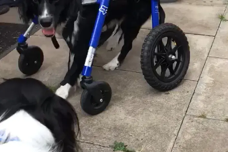 Shadow walking in wheelchair