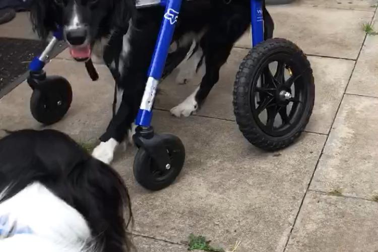 Shadow walking in wheelchair