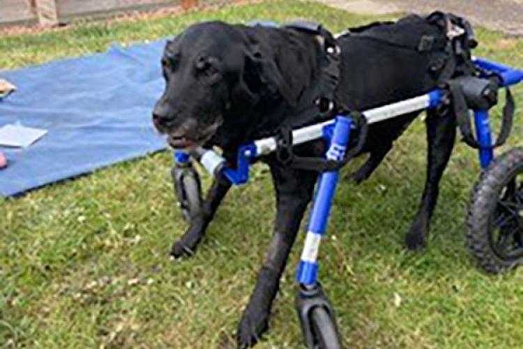 Susie walking in the wheelchair