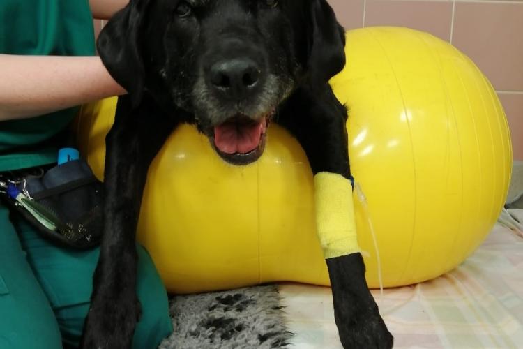 Susie in treatment  at the Dick Vet