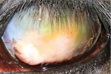 Ophthalmic examination