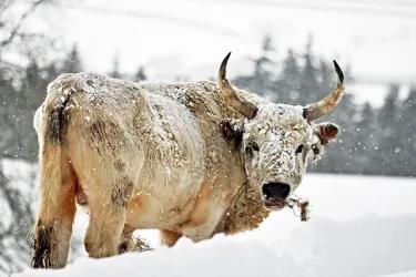 Chillingham wild cattle, pictured in the snow