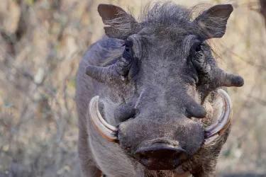 A close-up of a warthog looking directly at the camera. 