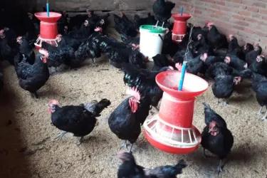 Black chickens in a coop