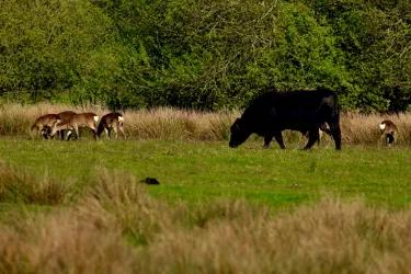 Wild deer and cattle grazing together in a field