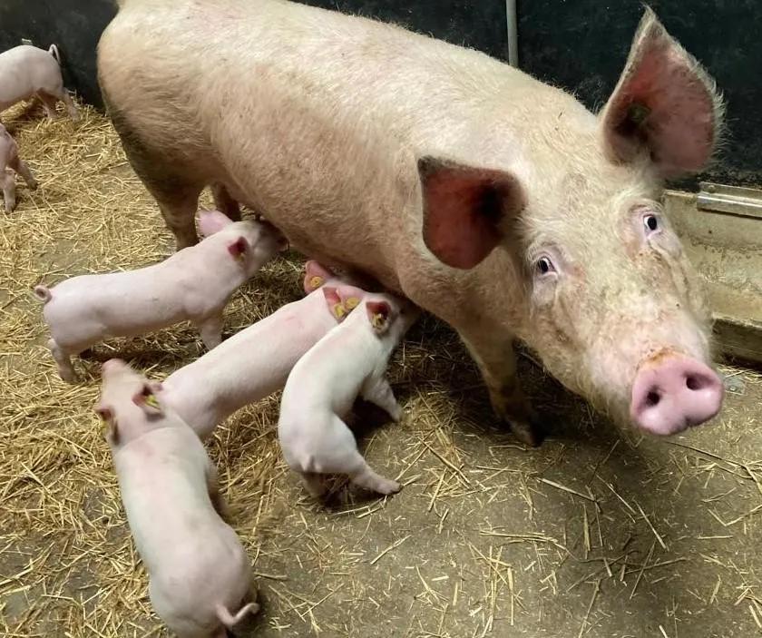 Mama pig with piglets