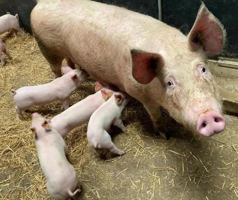 GA piglets