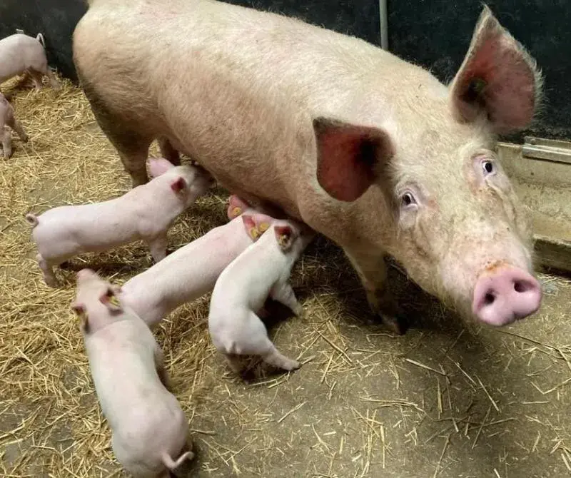 GA piglets