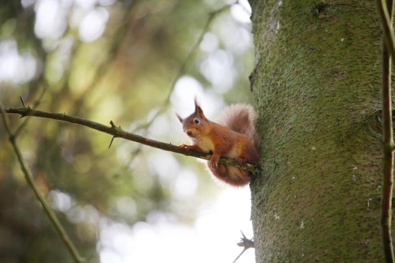 Red squirrel balances on small branch next to tree trunk