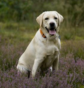 yellow labrador