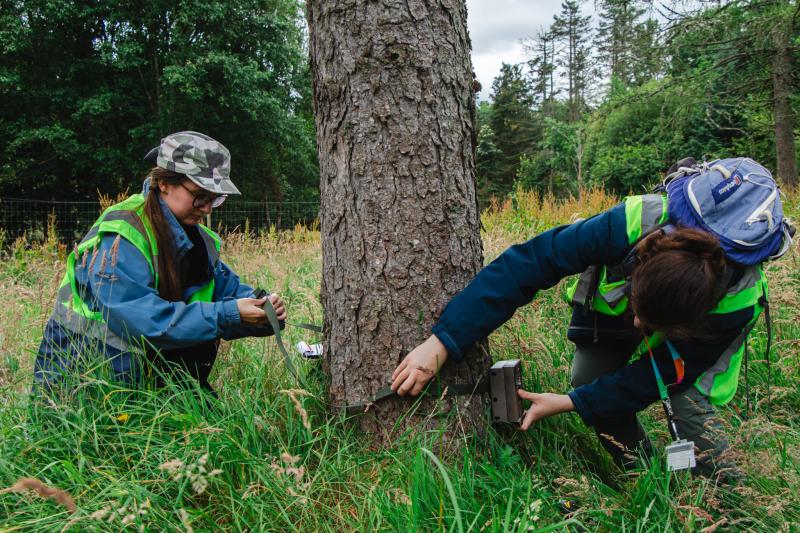 People attaching an object to a tree