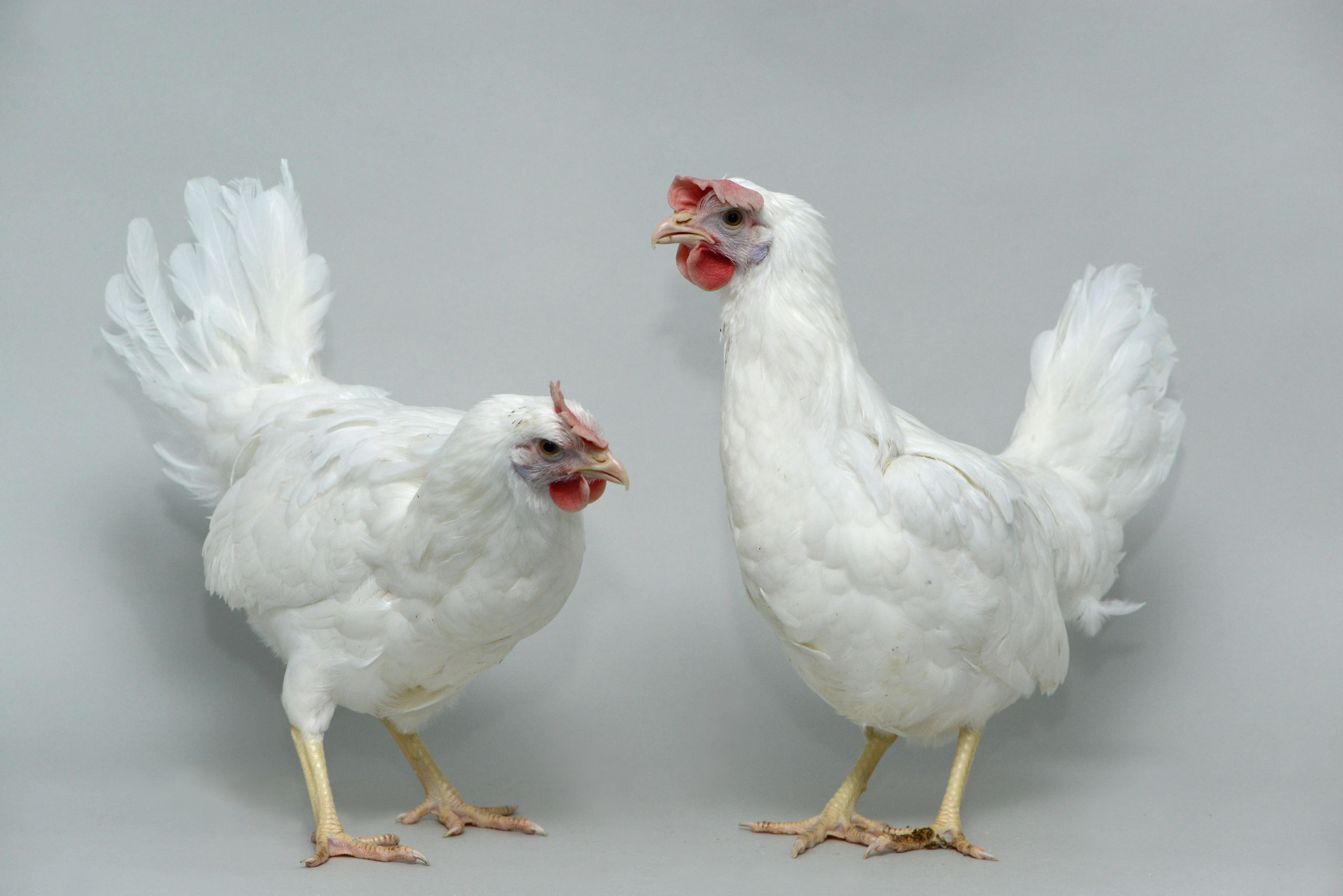 Two Chickens