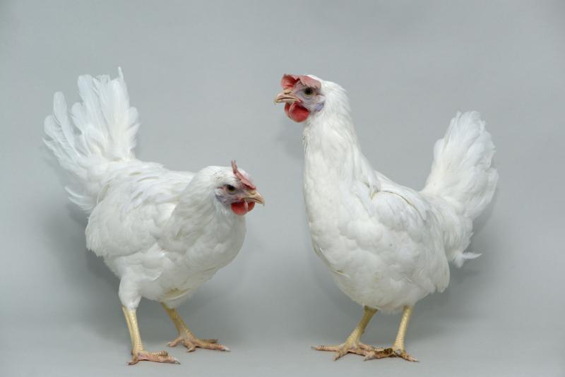 Two Chickens