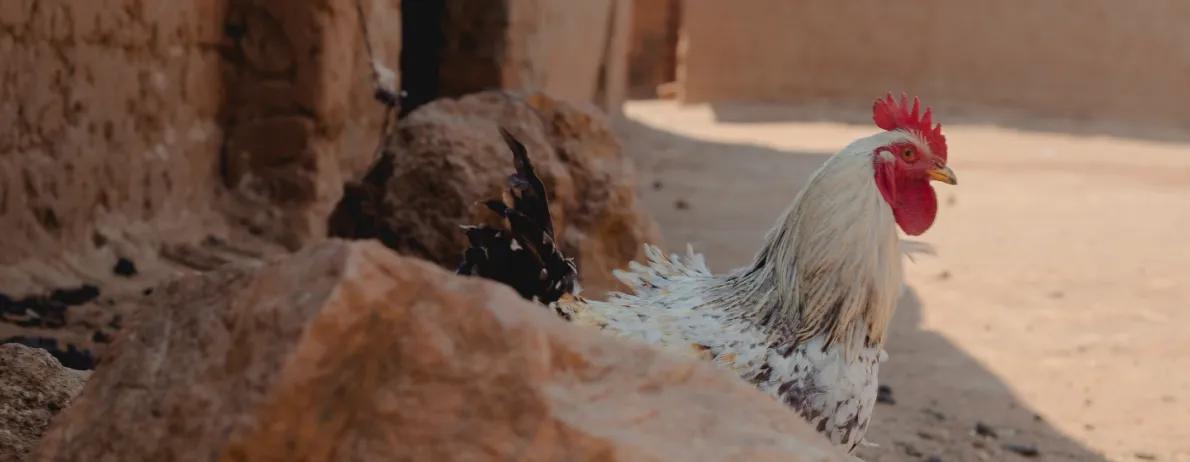 Indigenous Ethiopian chicken 