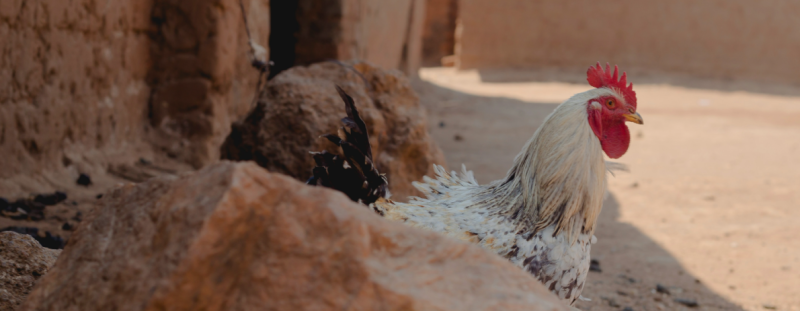 Indigenous Ethiopian chicken 