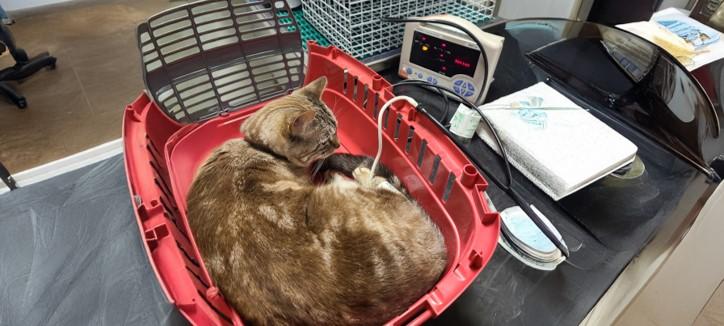 cat lying calmly in the bottom of it's cat carrier with a blood pressure monitor attached to its lower leg