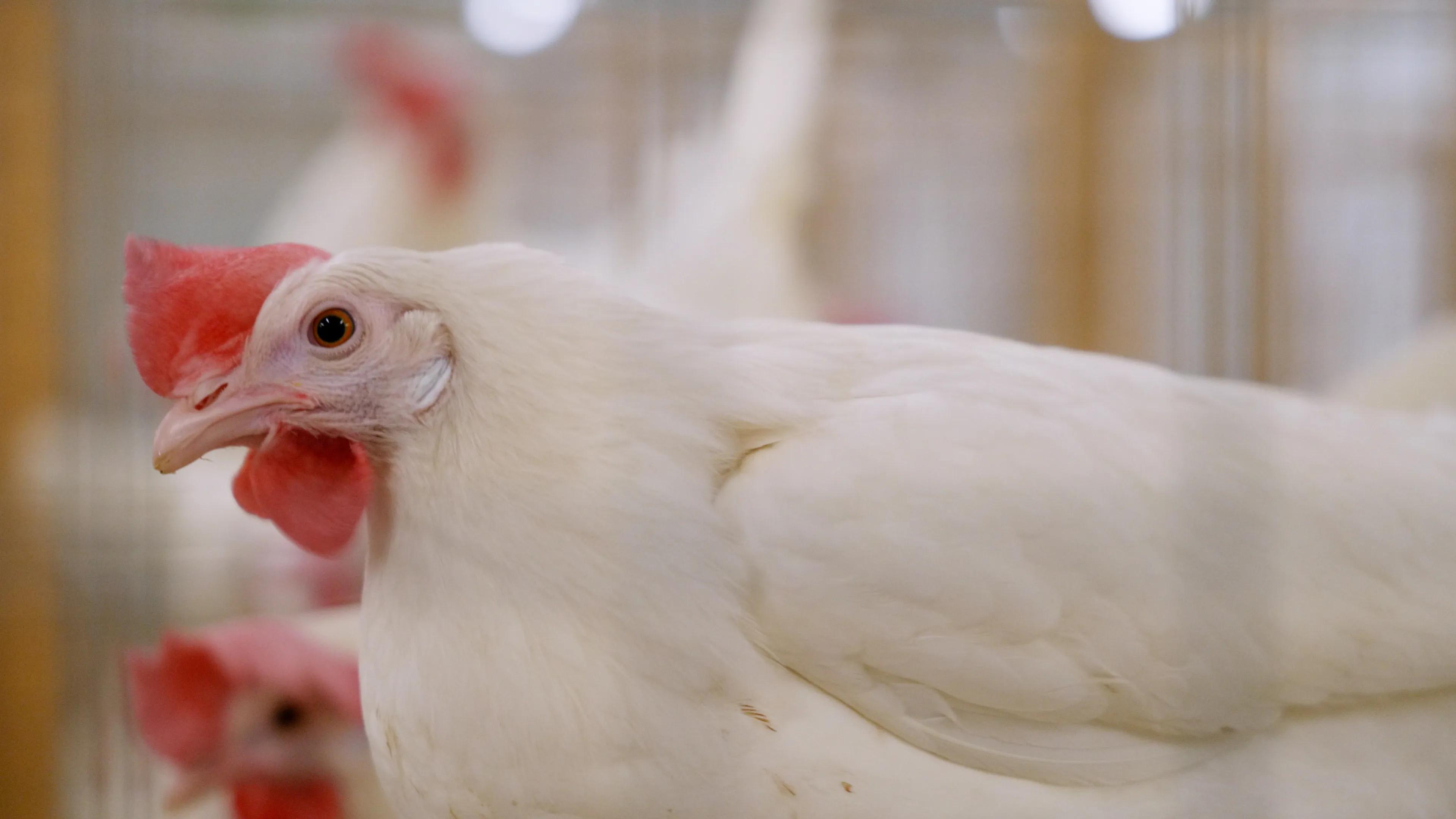 flu resilient chickens