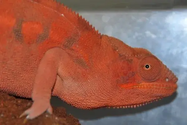 red chameleon 