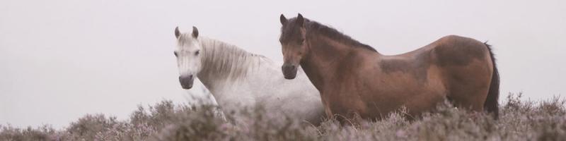 Equine science banner