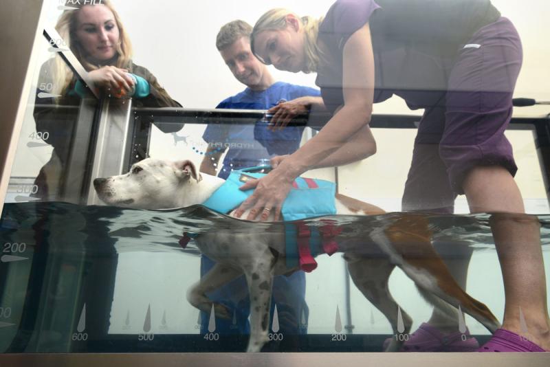 Dog receiving hydrotherapy