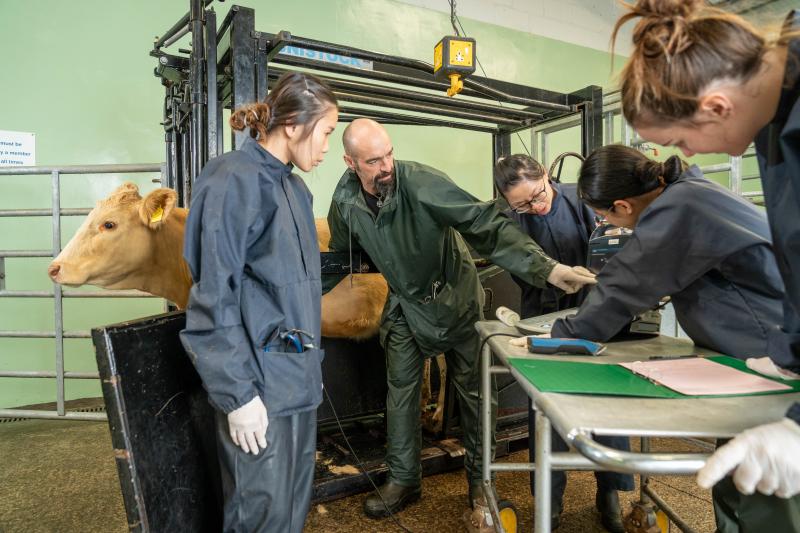 Contemporary students at the Dick Vet being taught ultrasonography with a live cow.