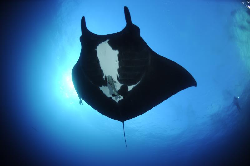 Oceanic Manta Ray