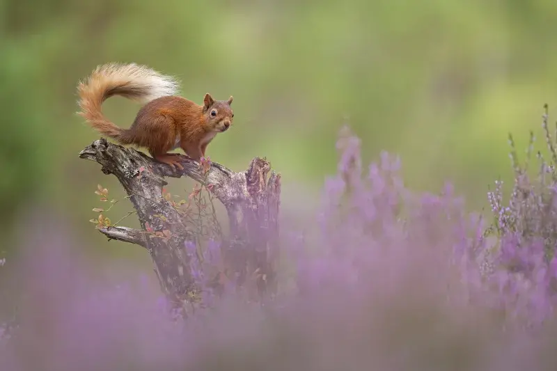 A red squirrel perches on a tree stump with heather in the foreground
