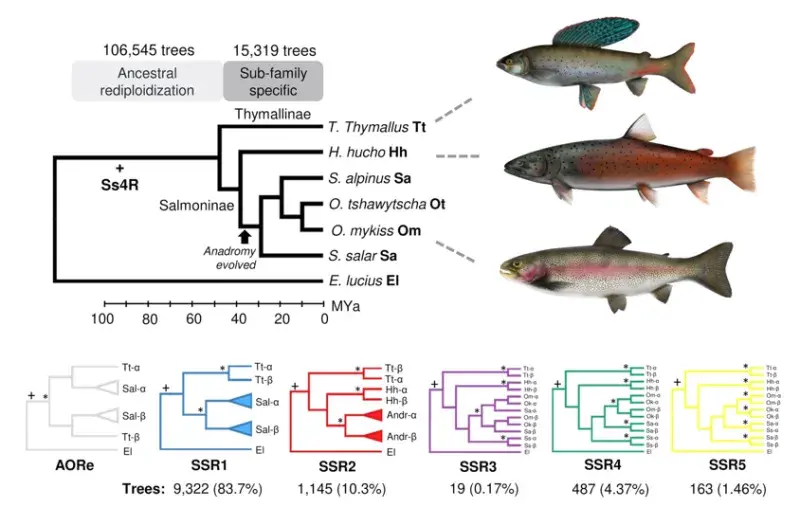 Salmonid Genomes