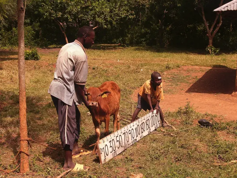 livestock being photographed 