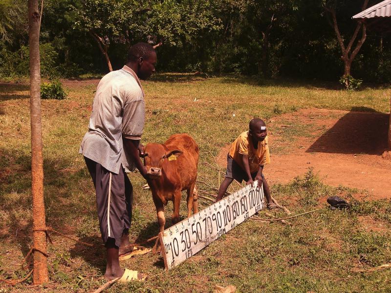 livestock being photographed 
