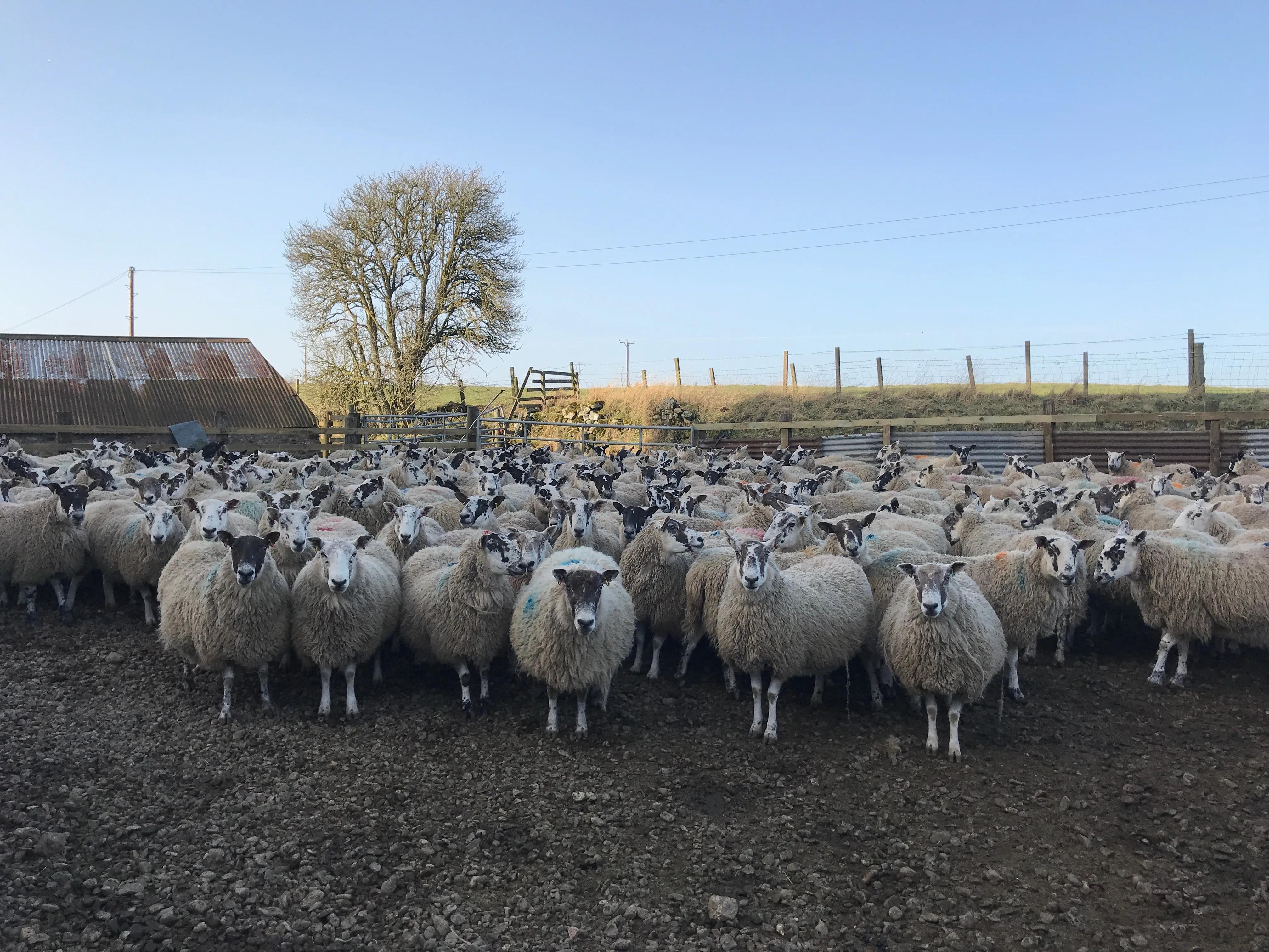 Sheep in field