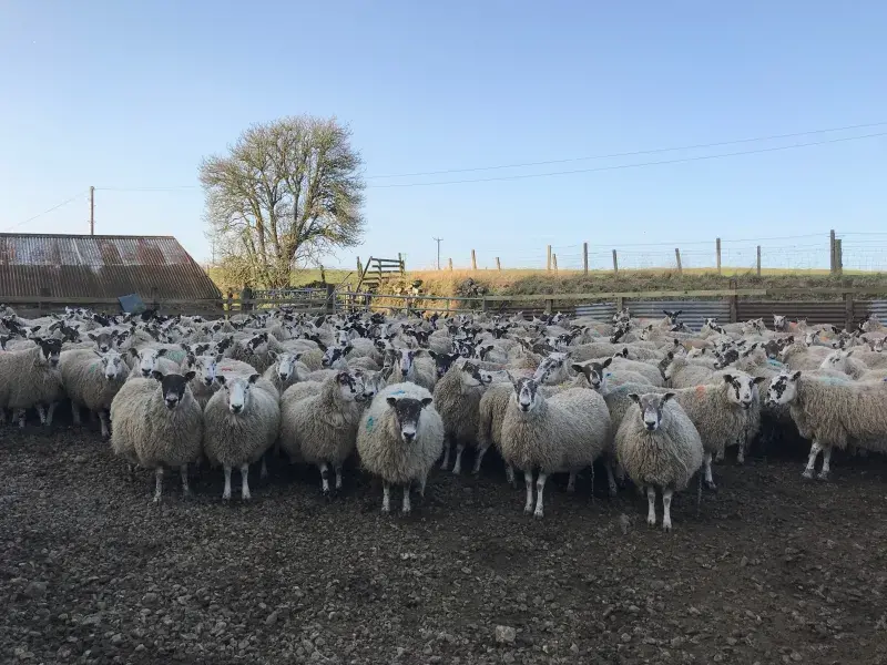 Sheep in field