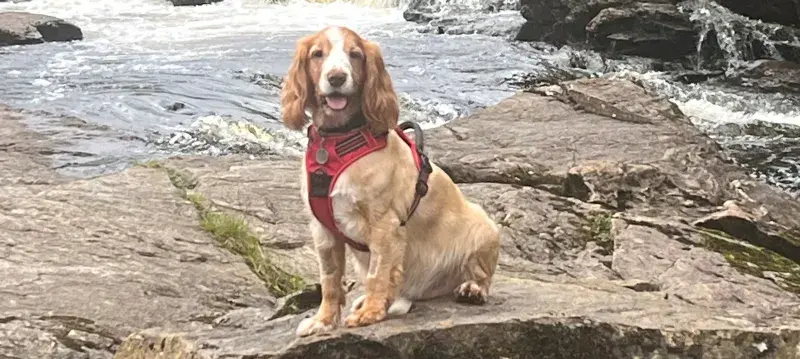 spaniel sitting on a rock near some water