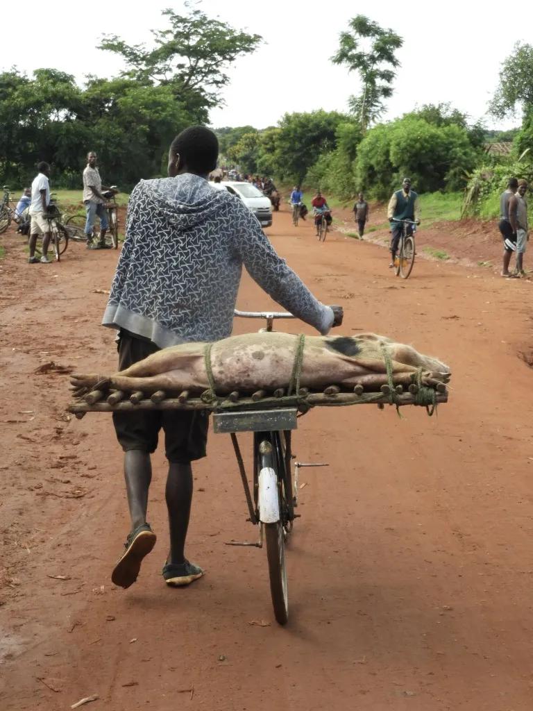 dead pig on back of bike