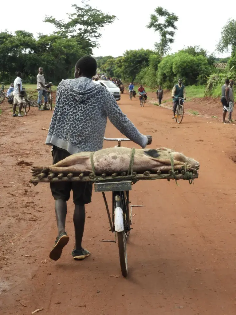 dead pig on back of bike