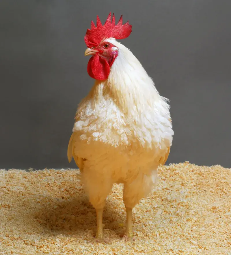 White Leghorn chicken