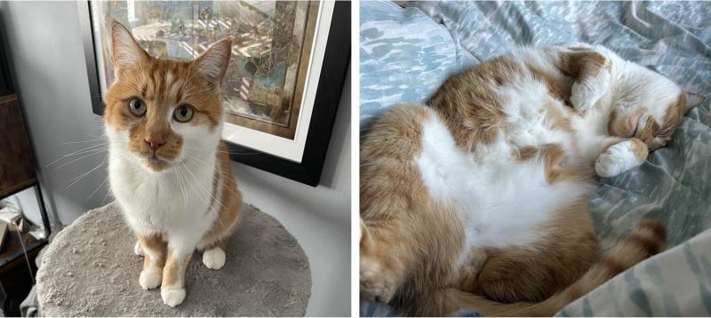 two pictures of a healthy ginger and white cat, one of it sitting onto of a climbing tower and another of it sleeping on its back on a sofa
