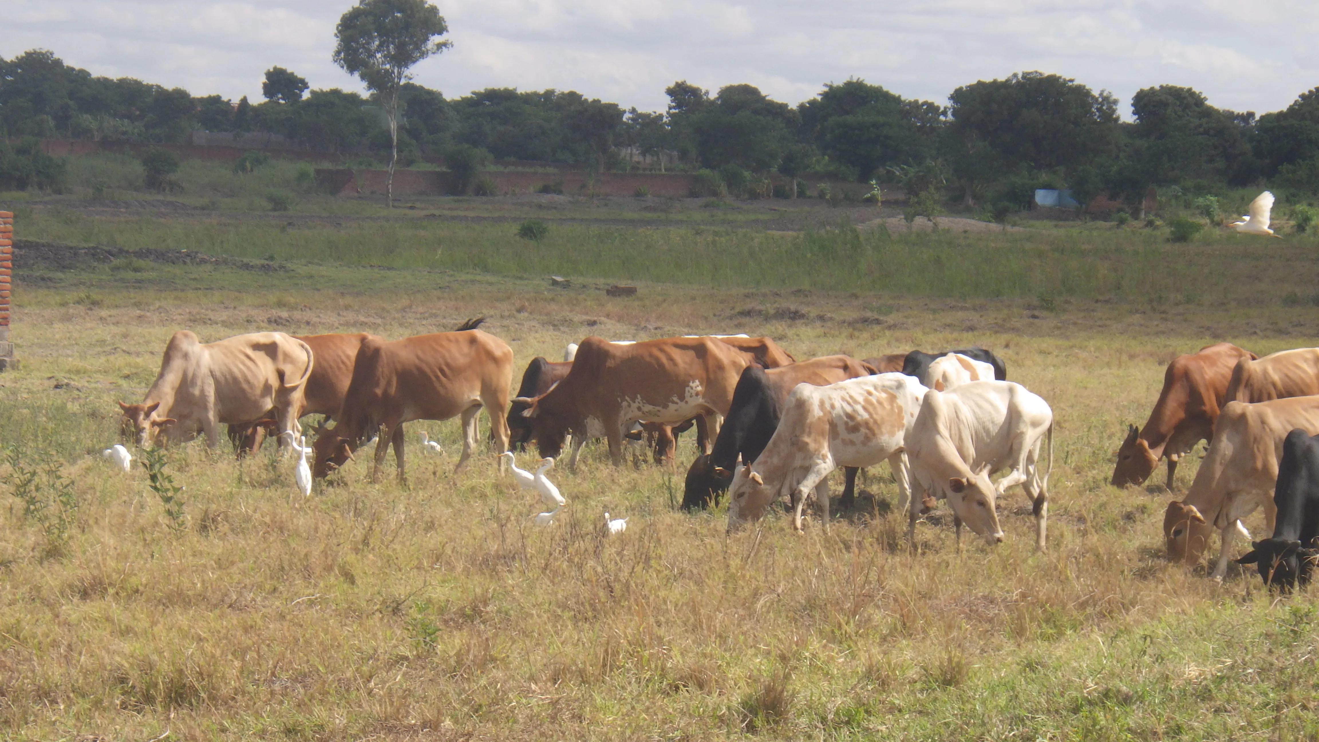 Cattle graze in a field in Malawi.