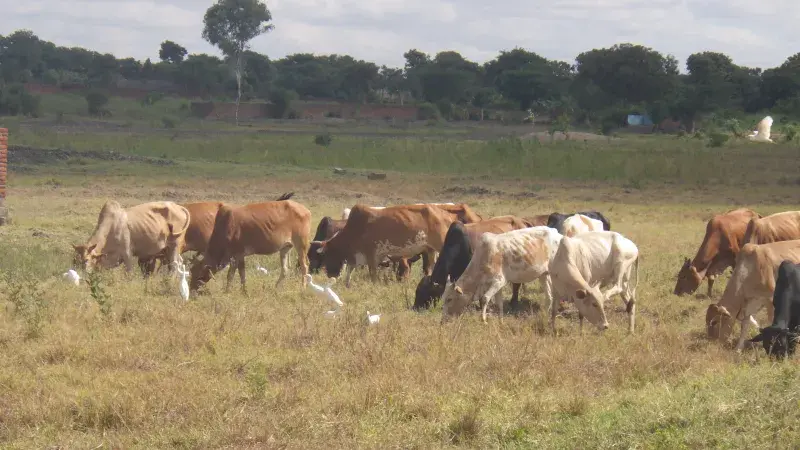 Cattle graze in a field in Malawi.