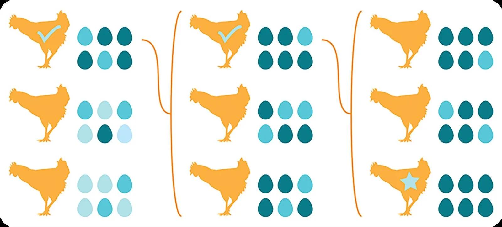 selective breeding illustration chickens