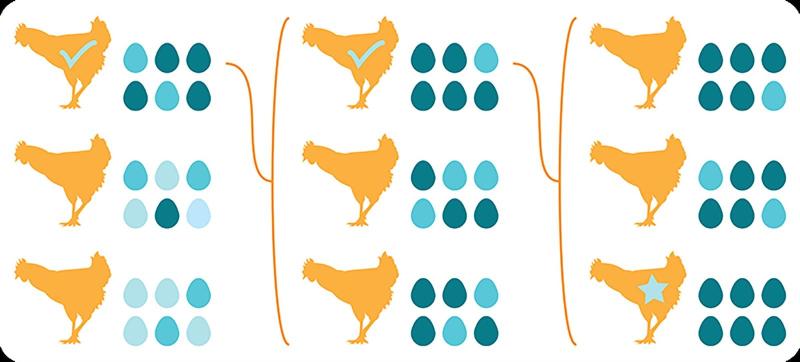 selective breeding illustration chickens