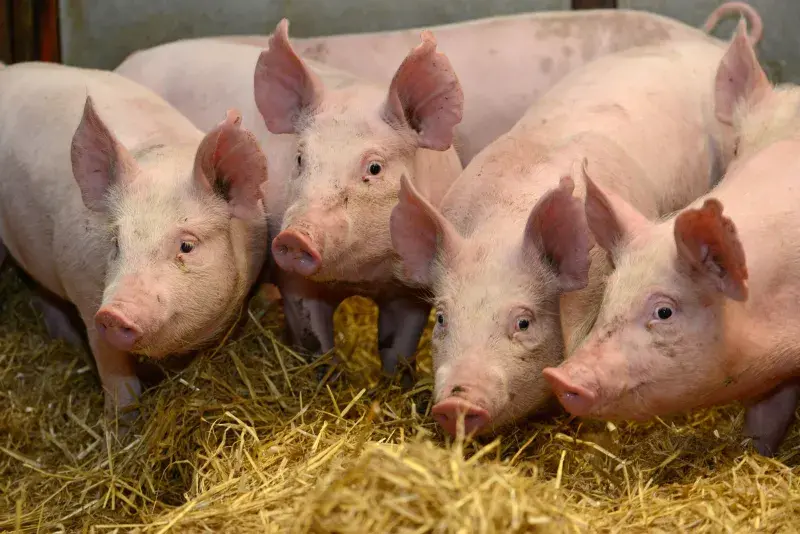 Four pigs gather at the front of their pen.