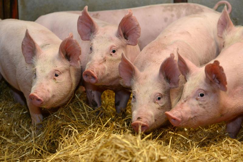 Four pigs gather at the front of their pen.
